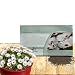 Outsidepride White Ice Plant Seeds - 5000 seeds