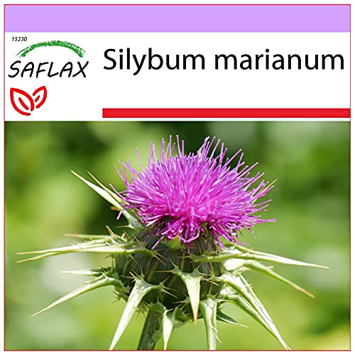 SAFLAX - Heilpflanzen - Mariendistel - 75 Samen - Silybum marianum
