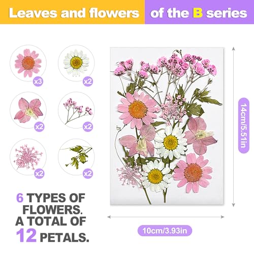 Set de flores prensadas reales 24 piezas para manualidades miniatura 3