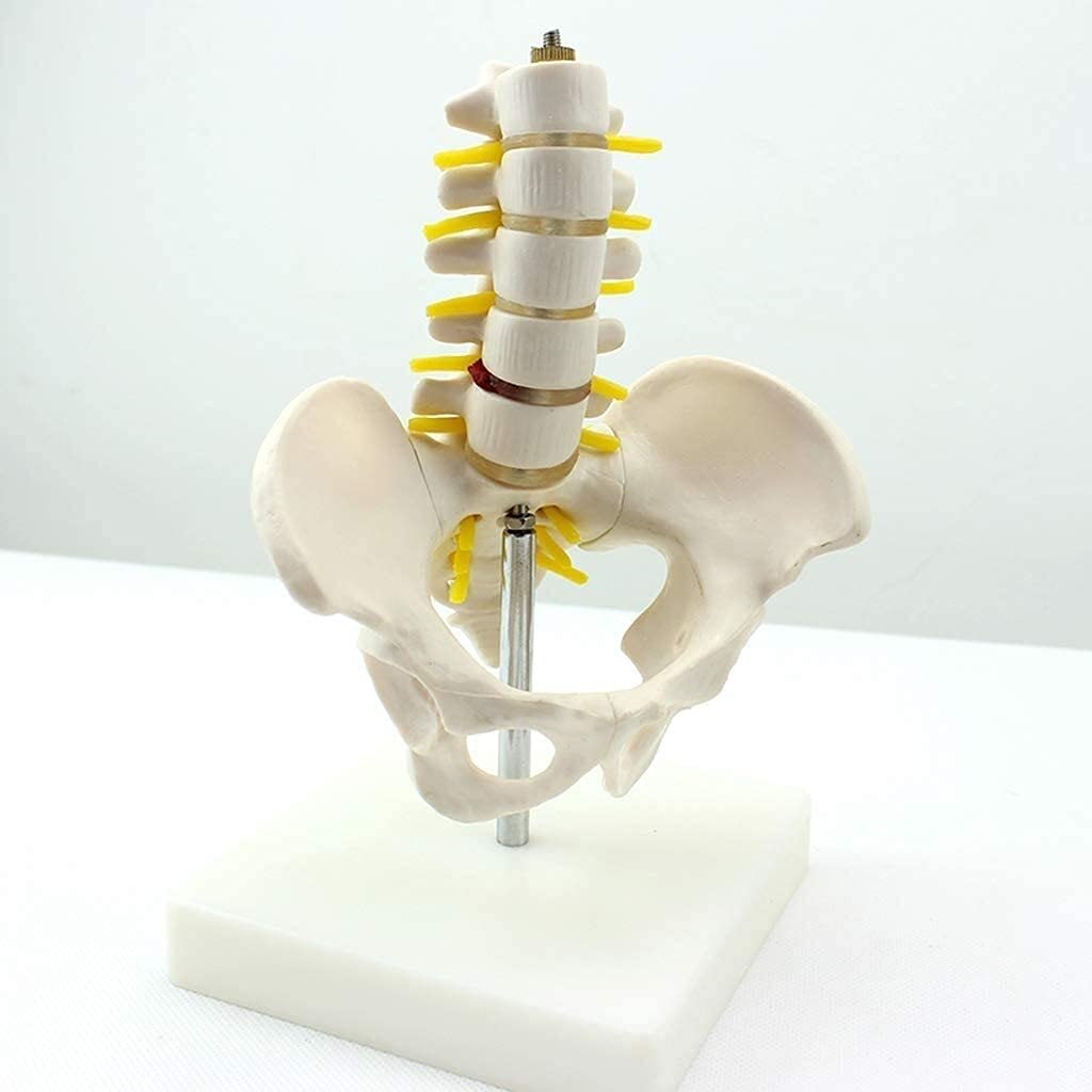 Model kości lędźwiowej Materiał PVC Anatomia człowieka Kość Medyczna Kość Nauka Dekoracja Statua