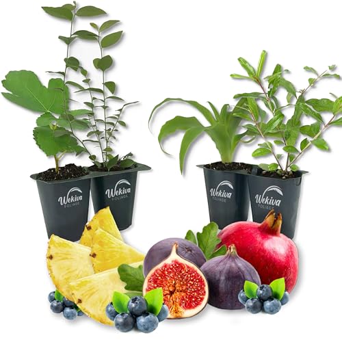 Patio Fruit Plant Variety Pack - 4 Live Starter Plants - One Each of Fig Tree, Blueberry, Pineapple, and Pomegranate - Grower's Choice Starter Plants for Your Edible Garden