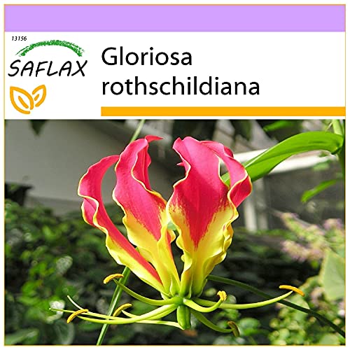 SAFLAX - Glorioso lirio - 15 semillas - Gloriosa rothschildiana