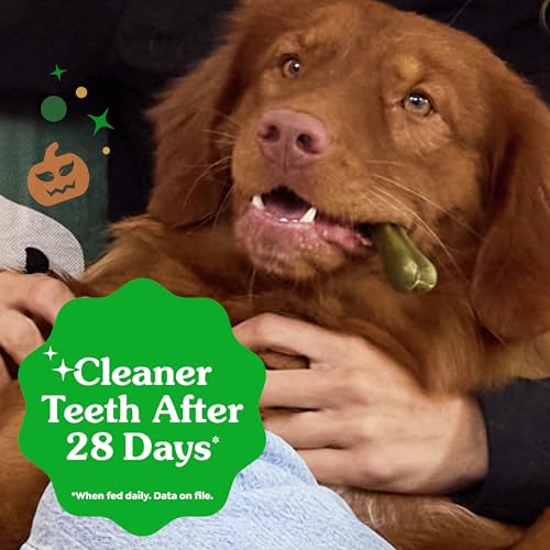 Image of Greenies Regular Natural Dental Dog Treats, Pumpkin Spice Flavor, 12 Count | Veterinarian-recommended, dogs 25-50 lbs, cleaner teeth after 28 days, limited edition, 12 oz. pack