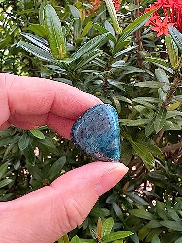 Image of GAF TREASURES 1 /2 LB Apatite Tumbled Stones, Polished Apatite Gemstone, Apatite Healing Crystals (Apatite)