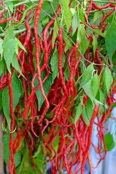 Long Red Chilli Pepper Plant Seeds, Ornamental Hot Cayenne Variety, Fresh Garden Growing pack of 50plus-image-41