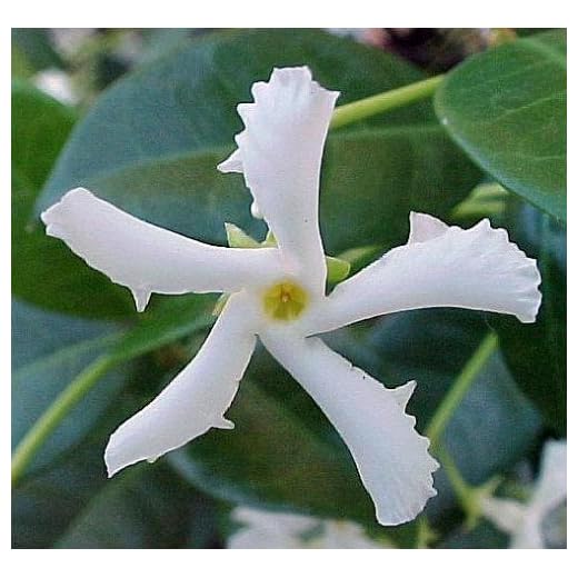 Confederate Star Jasmine Plant - 6" Pot - Extremely Fragrant Vine