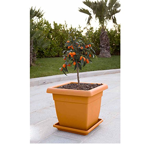 Vaso Autoinnaffiante Plastia 30 Cm – Color Talpa E Avorio, Ideale Per Piante Da Interno/Esterno