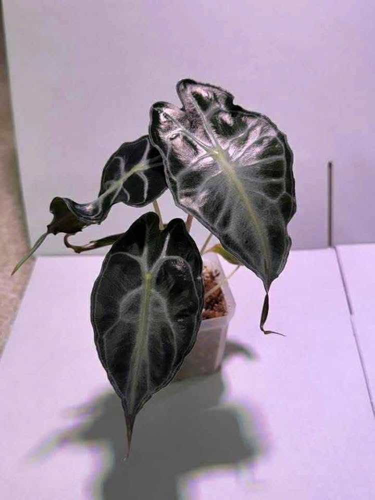 Amazon｜アロカシア ヴェノム 組織培養苗, 希少品｜観葉植物