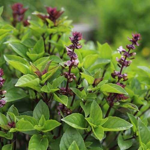 Thai Basil Seeds for Planting - 750 Heirloom Non GMO Herb Seeds - Plant Indoor/Outdoor or Hydroponics Ocimum basilicum