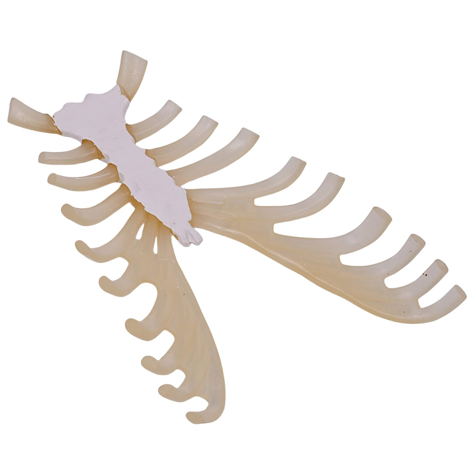 Modèle médical du sternum pour assimiler l'anatomie humaine