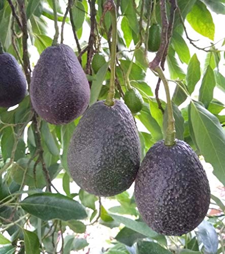 Nursery Live Rare Avocado (" Lamb Hass " Butter Fruit/Persea americana, Grafted) Exotic 1 Live Fruit Plant