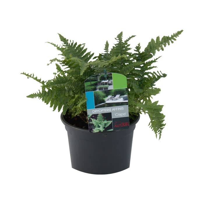 6x Goldschuppenfarn - Dryopteris affinis - Topf 9x9cm - Beliebter Gartenfarn