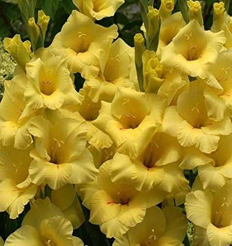 USA Made and Shipped from, Large Bulbs (20) Giant Flowering Yellow, Gold, Bananarama Gladiolus Bulbs,Plant, Bulb, Root, Sword Lily, Gladioli