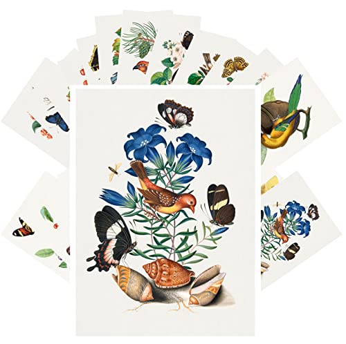 Cartes postales vintage oiseaux et fleurs PIXILUV lot de 24