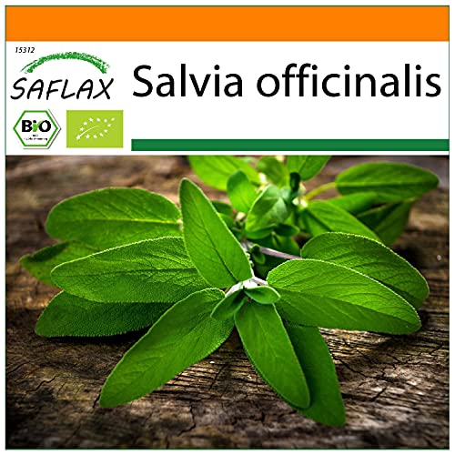 SAFLAX - Garden in The Bag - Organic - Sage - 60 Seeds - with Cultivation Substrate in an Easy to Handle Stand up Bag. - Salvia officinalis