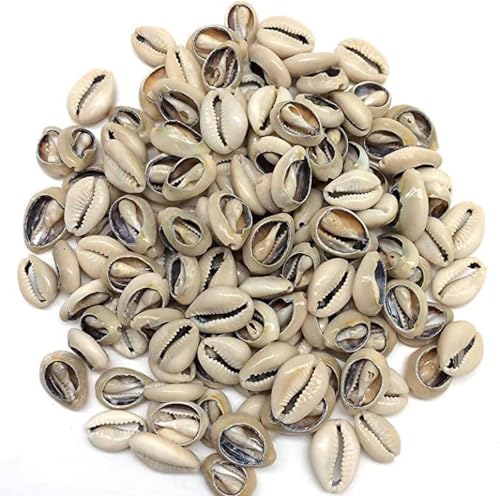 100 Pcs White and Lvory Natural Cowrie Shells Beads Oval Beach Seashells African for Hair Jewelry Making Sea Shells for Crafting DIY Craft Beads and Bead Assortments