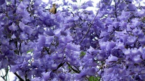 Miniatura 4 de Semillas de árbol de Jacaranda, Jacaranda Mimosifolia, magníficas flores azul lavanda