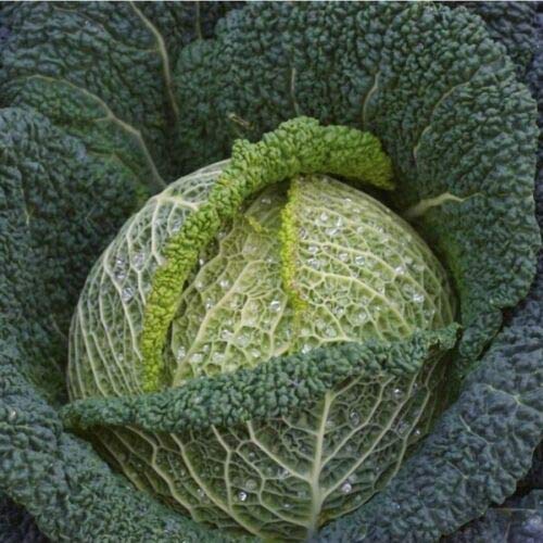 Kings Seeds - Savoy Sabrosa F1-30 Seeds