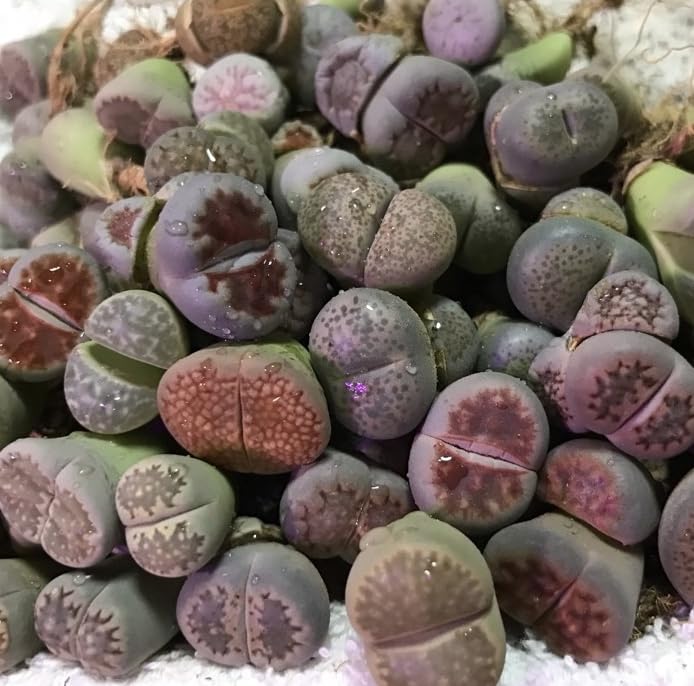 生ける宝石リトープス 生ける宝石リトープス Amazon.co.jp: 生ける宝石リト-プス