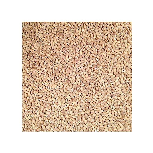 Image of Grain Place Foods | Non-GMO Organic Hulled Barley | Made in the USA | 2 lb Bag | 2 Pack