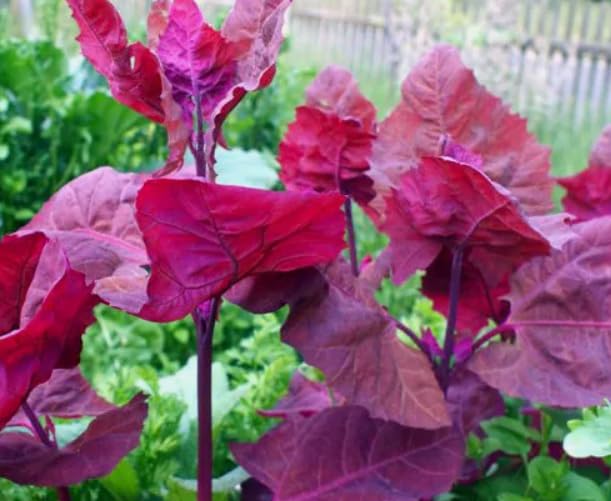 1 Pack of 450 SEEEDS French Spinach - Purple Spinach Baby Leaf Atriplex hortensis Orach