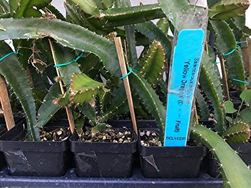 Yellow Dragon Fruit - Dragon Fruit Plant - Selenicereus 'Yellow Dragon' Yellow Dragon Fruit - Dragon Fruit Plant - Selenicereus 'Yellow Dragon'