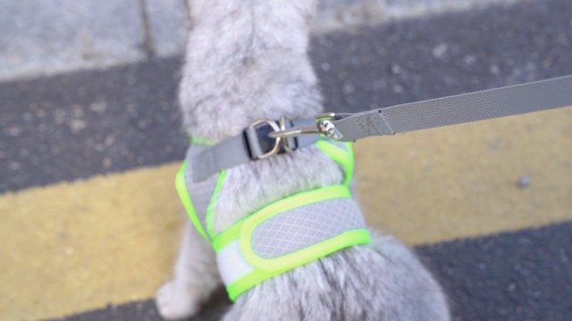 BSITSSS Katzengeschirr Mit Leine - Ausbruchsicher & Bequem