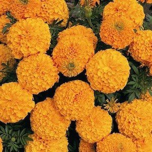 Creative Farmer Flower Seeds African Marigold F1 Hybrid Yellow Flower Seeds For Home Garden-100 Seeds (B01LZZE779) Amazon Price History, Amazon Price Tracker