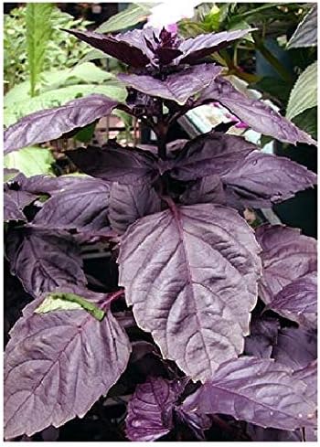 TROPICA - Sweet Basil “Chianti“ (Ocimum basilicum) - 200 Seeds - Herbs