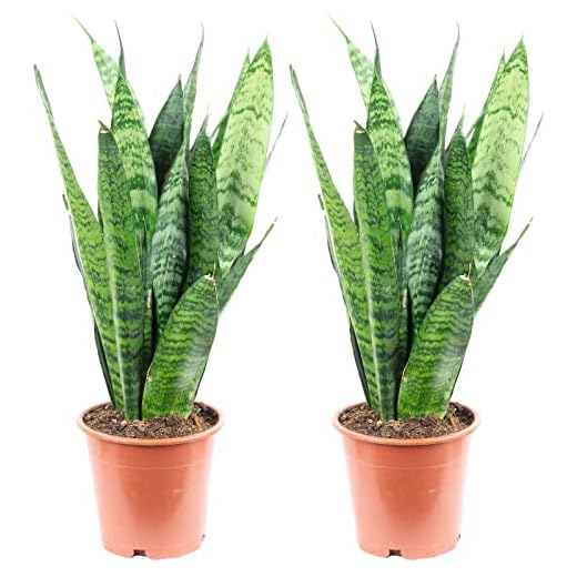 Sansevieria trifasciata Black Coral - Juego de 2 cáñamo de arco (35 cm, diámetro de la olla: 12 cm)