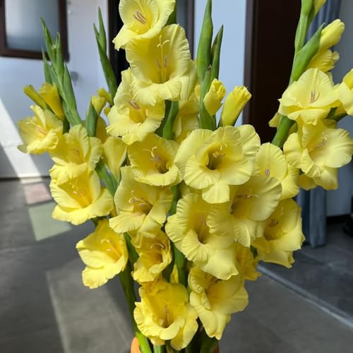 bulbi di gladiolo resistenti, giardino roccioso esotiche da esterno perenni 20pcs