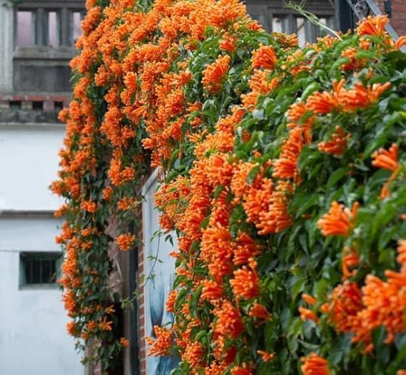 Image of Live Flame Vine Orange Trumpet Flower Plant with Pot | Pyrostegia Venusta Bignonia Climbing Creeper | Fast Growing Flowering Vine for Home Garden Balcony Terrace Wall Fence Decor | Pack of 1
