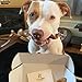 Gnaw Box – Nature Gnaws Dog Chew Treats - Subscription Box: Large Dog GnawBox