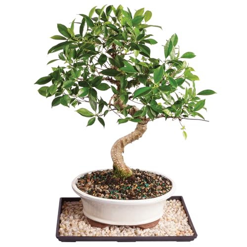 Brussel's Bonsai Live Golden Gate Ficus Indoor Bonsai Tree - Large, 10 Years, 16 to 20 In - Live Bonsai Tree in Ceramic Bonsai Pot with Humidity Tray