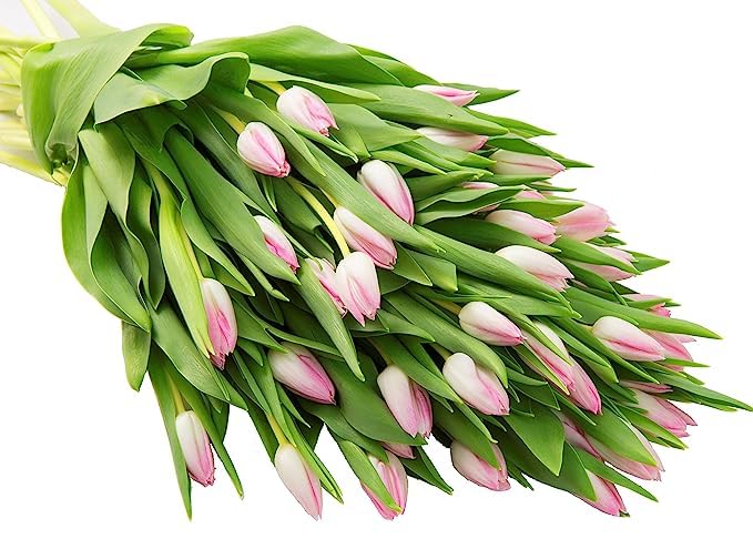 KaBloom 30 Pink Tulips Fresh Flowers