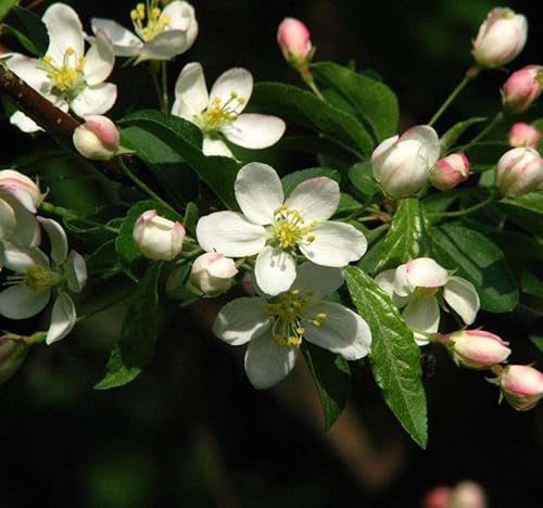 Malus Sargentii (Sargent's Crabapple) Tree Seed, Fragrant White Flowers, Small, Dark Red, Persistent Fruits, You Choose The Quantity (1 Pack) #TOP23