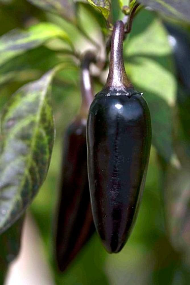 Hot Black Chilli Seeds For Farming (550 Seeds) (B0CT5JW399) Amazon Price History, Amazon Price Tracker