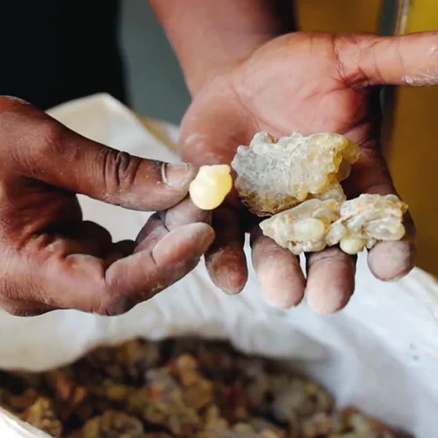 evanhealy Frankincense HydroSoul | Organic Steam Distilled Hydrosol | Wild-Harvested Boswellia Resin Facial Tonic | Sustainable Frankincense Harvesting | Alcohol Free Toner