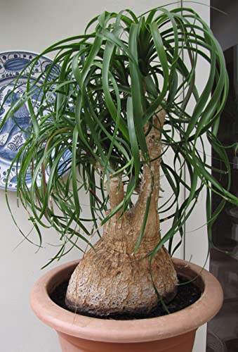 Seeds Ponytail Nolina Bottle Palm - Growing Indoor - Perennial Tree for Planting
