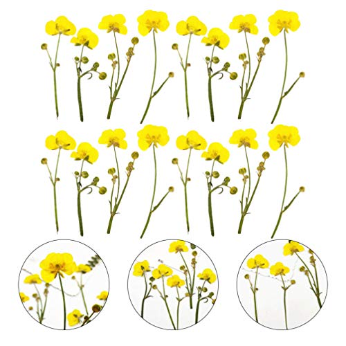 Flores secas prensadas de ranúnculo EXCEART para manualidades miniatura 5