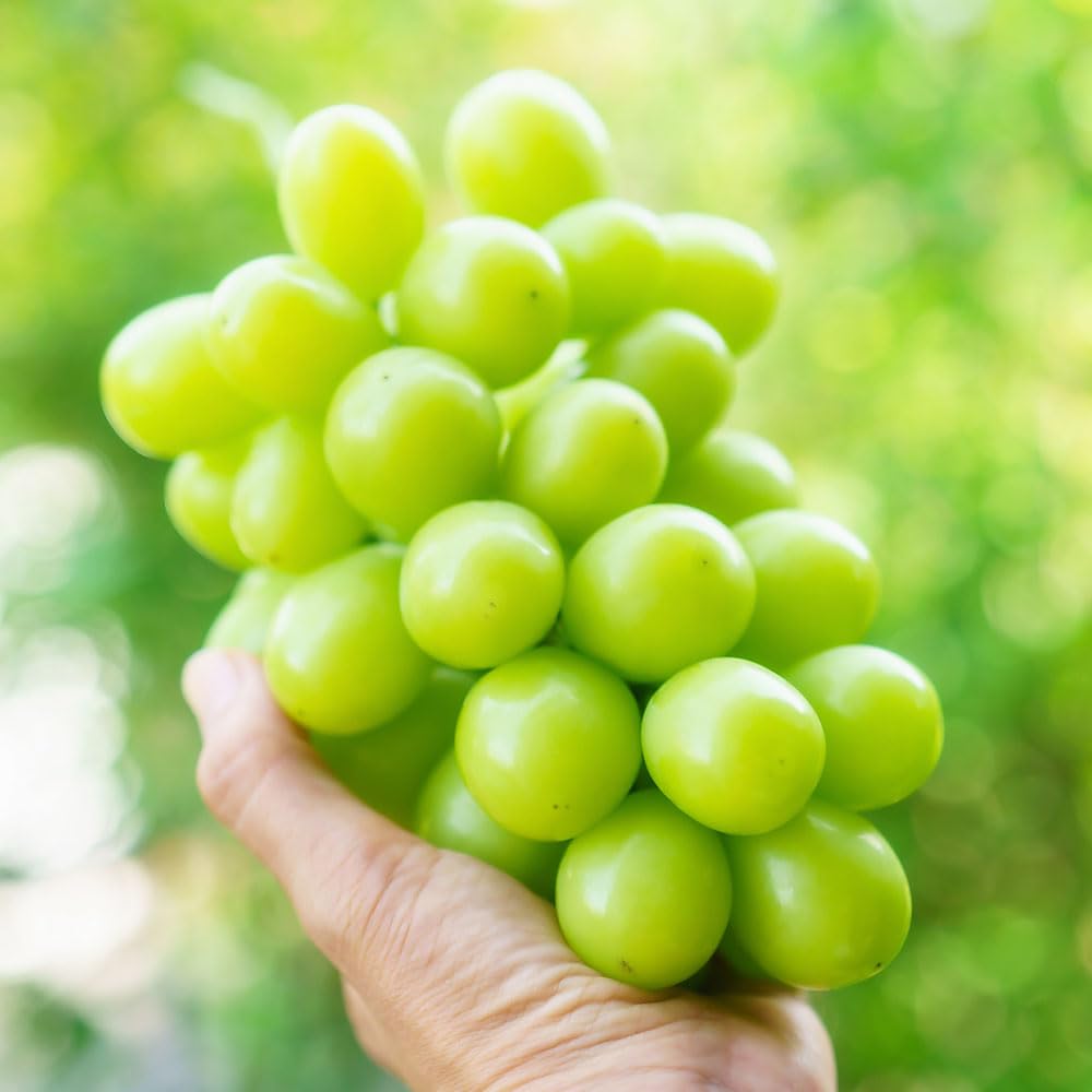 B-TOPAZ 青森県産 大房サイズ シャインマスカット 大房サイズ つがりあん 秀品 贈答 マスカット 種なし ぶどう 果物 くだもの フルーツ 贅沢グルメ プレゼント ギフト 敬老の日