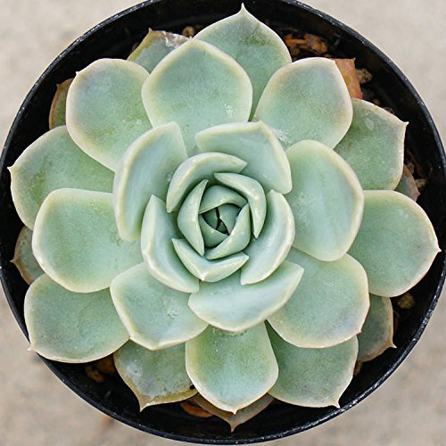 WZ 7.5cm|bg A GPxA Echeveria Jocelyn Y  ϗtA CeAO[ 񂹐A ke 1{ 1