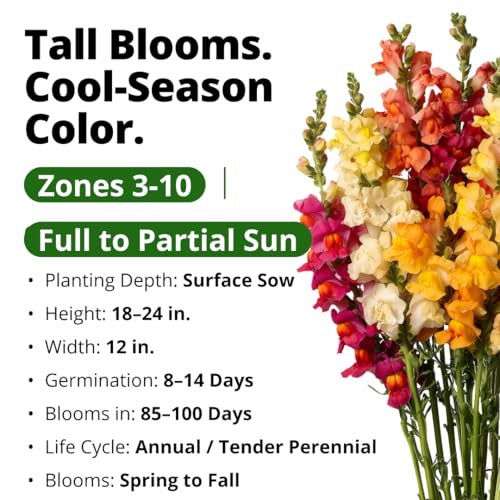 Image of HOME GROWN Snapdragon 'Tetra' 7000 Seeds 1.1g Snapdragon Seeds Perennial Tall Flower Seeds to Plant Outside - Vibrant Mixed Colors, Cottage Gardens & Seasonal Bedding Displays (Antirrhinum majus)