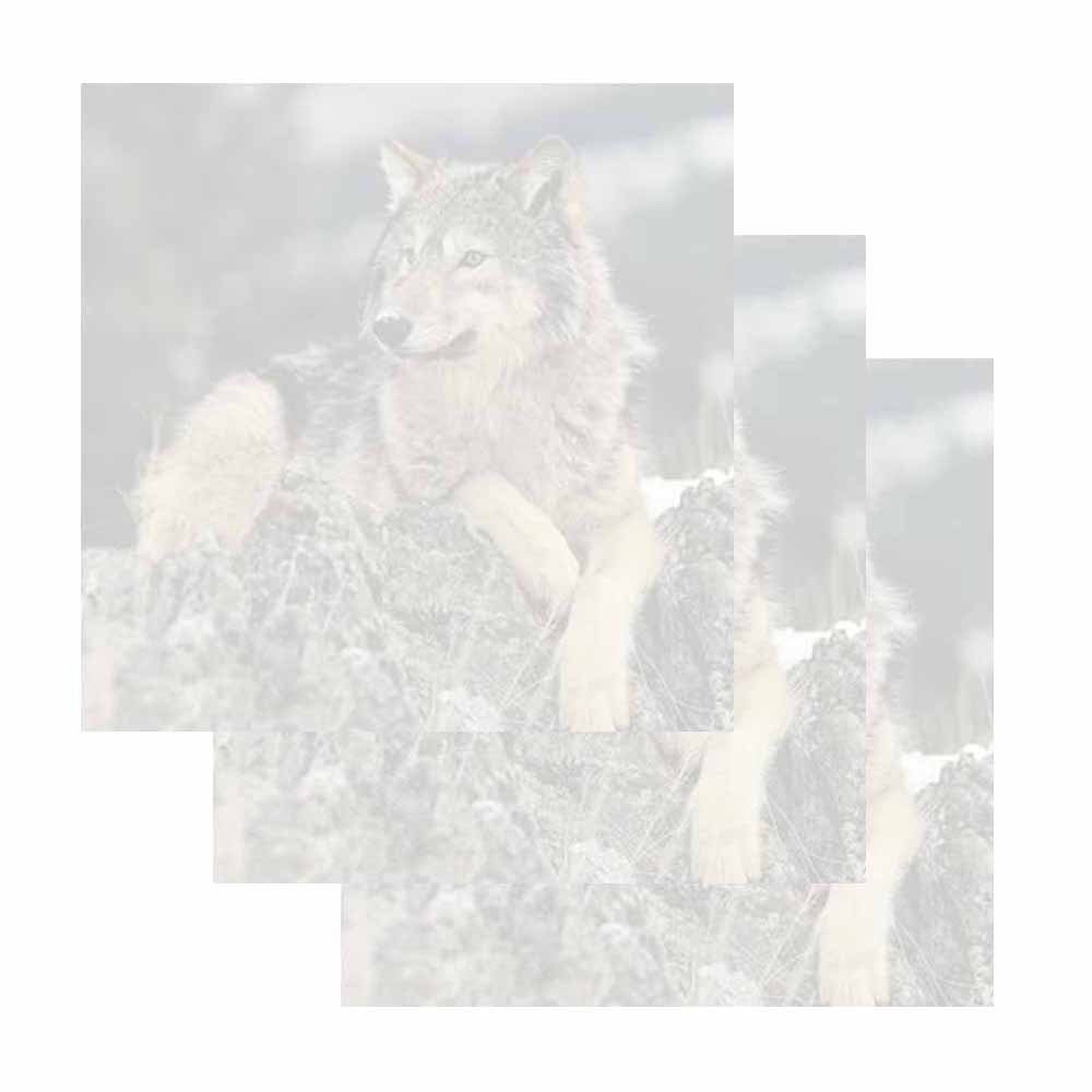 Wolf on Rocks Sticky Notes - Wildlife Animal Theme Design - Stationery Gift - Paper Memo Note Pad - Office Business School Supplies