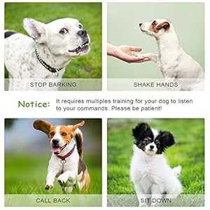 Weewooday 5 pieces high pitch plastic dog whistles for recall training dog training whistle with lanyards and key rings black orange blue purple green   cucciolini doodles