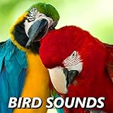 Photo Gallery relaxing bird sounds