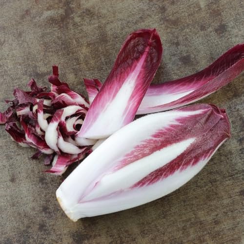 semi di cicoria rustica - radicchio biologico, giardino, d'appartamento esotiche freschi di radicchio di cicoria, biologici, 500pcs