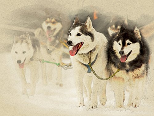 CALVENDO Puzzle Schlittenhunde 1000 Teile – Premium-Fotopuzzle, 64 X 48 Cm Lege-Größe, Perfekt Für Gemütliche Stunden