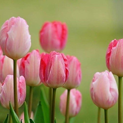 TelDen New 50 pcs Tulip Seeds 7 colors available Tulips Variety Fresh Bulbous Root Flower Corms Planted Pink