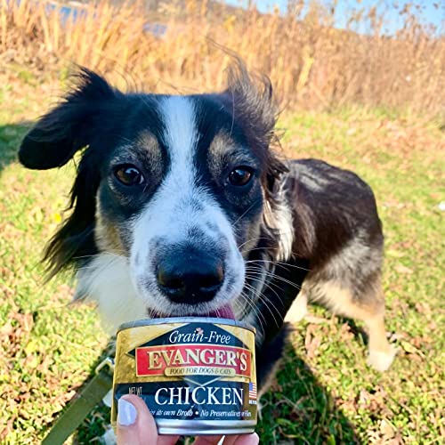 Evanger's Grain-Free Chicken For Dogs & Cats #TOP6